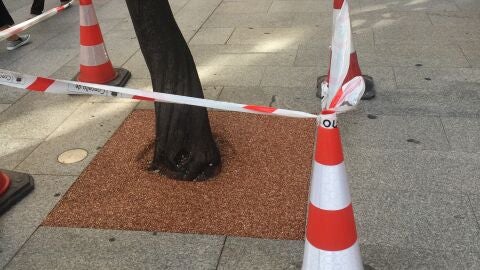 O Concello substit&uacute;e e renova os alcorques nas r&uacute;as do centro da cidade 