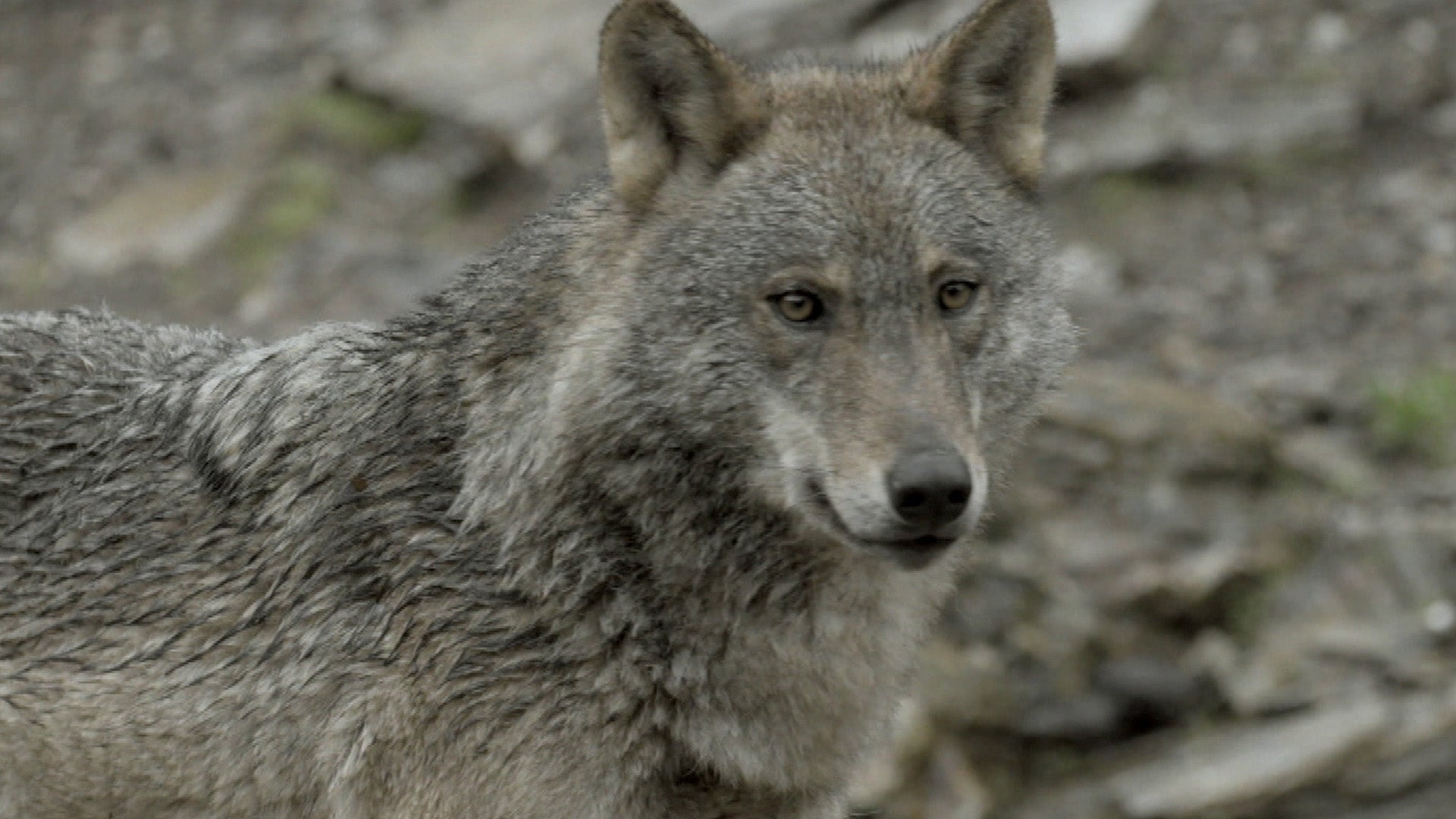 El lobo, el eterno debate en La Rioja El lobo, el eterno debate en La Rioja