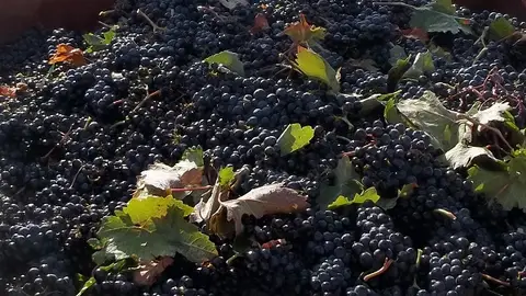 Vendimia en Rioja Alavesa Vendimia en Rioja Alavesa