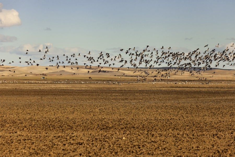 Localizan en la Laguna de El Hito una planta que se creía extinta Localizan en la Laguna de El Hito una planta que se creía extinta