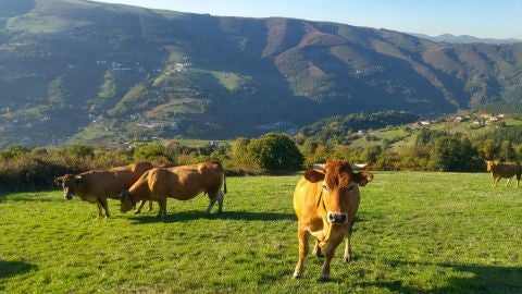 Raza Asturiana de los Valles