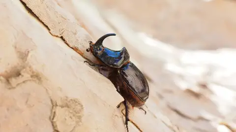 Día Mundial de los Animales 2020: El animal más fuerte, más longevo o el más peligroso y otras curiosidades Día Mundial de los Animales 2020: El animal más fuerte, más longevo o el más peligroso y otras curiosidades