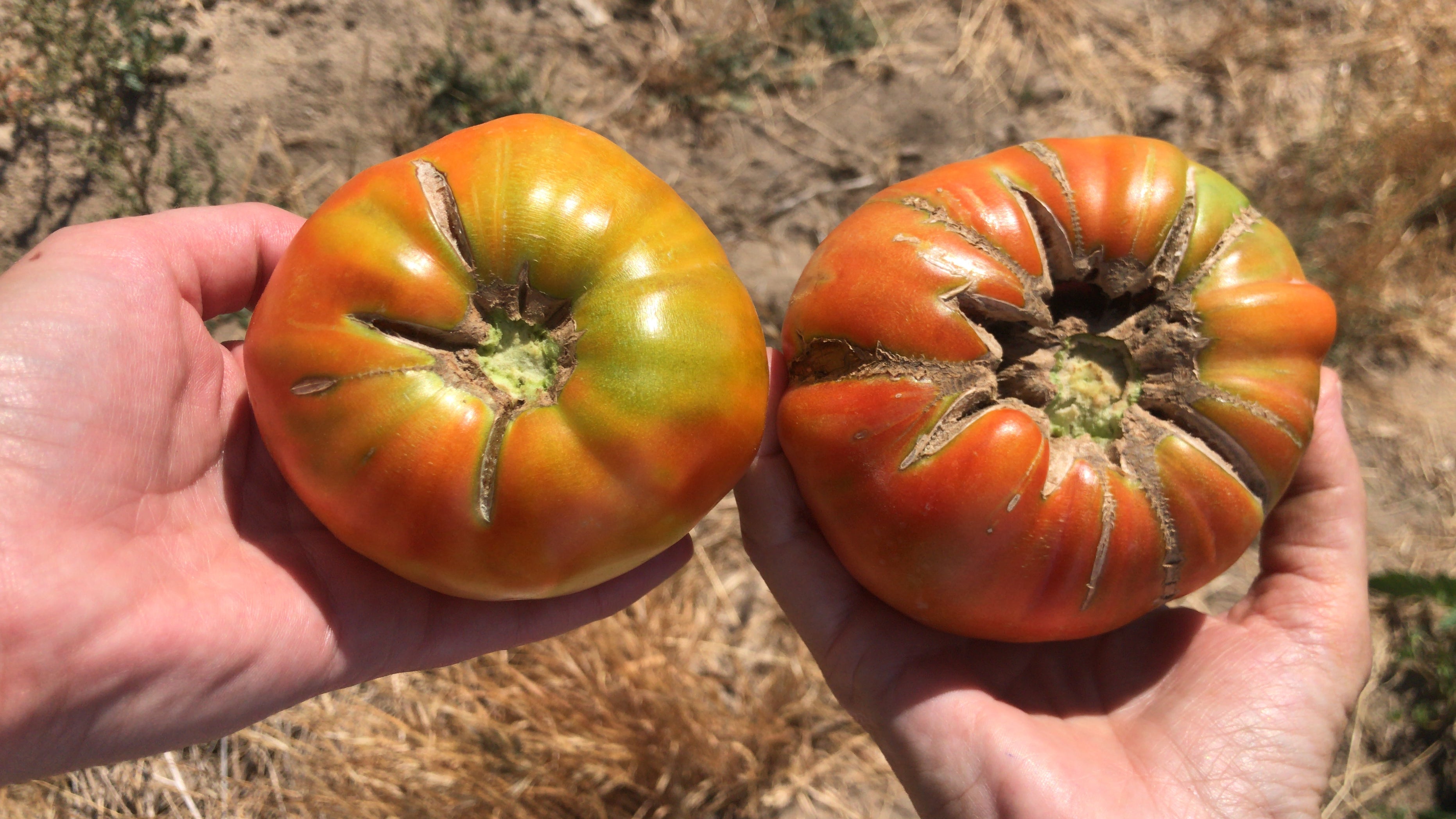 Martín Muñoz de las Posadas obtiene la marca de calidad de sus tomates Martín Muñoz de las Posadas obtiene la marca de calidad de sus tomates