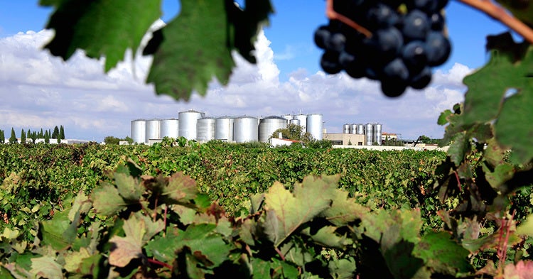 Sube la producción de Vino en España por encima del 20 por ciento Sube la producción de Vino en España por encima del 20 por ciento