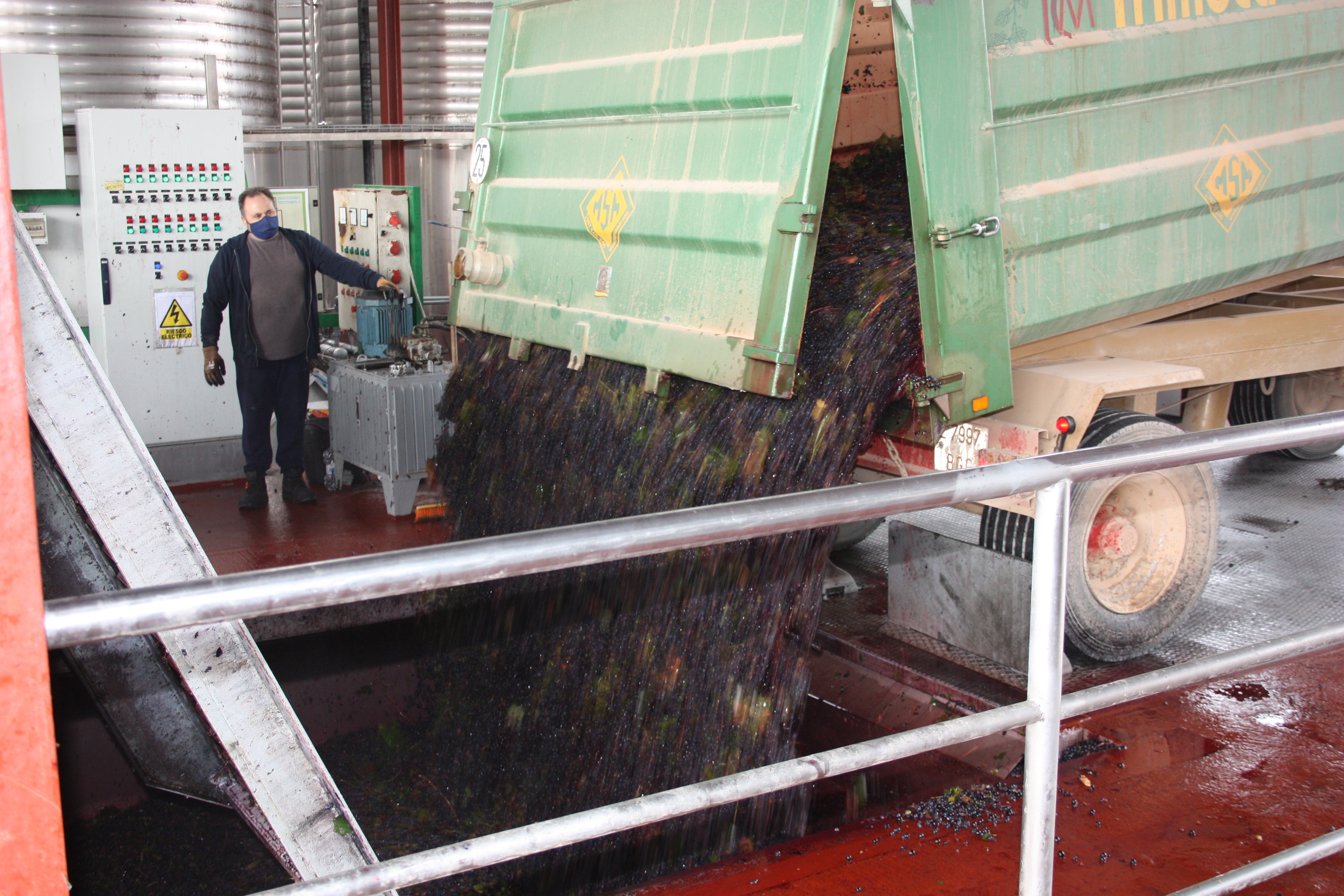 Miguel Esteban afronta la recta final de una campaña de vendimia “atípica, pero de buena calidad” Miguel Esteban afronta la recta final de una campaña de vendimia “atípica, pero de buena calidad”