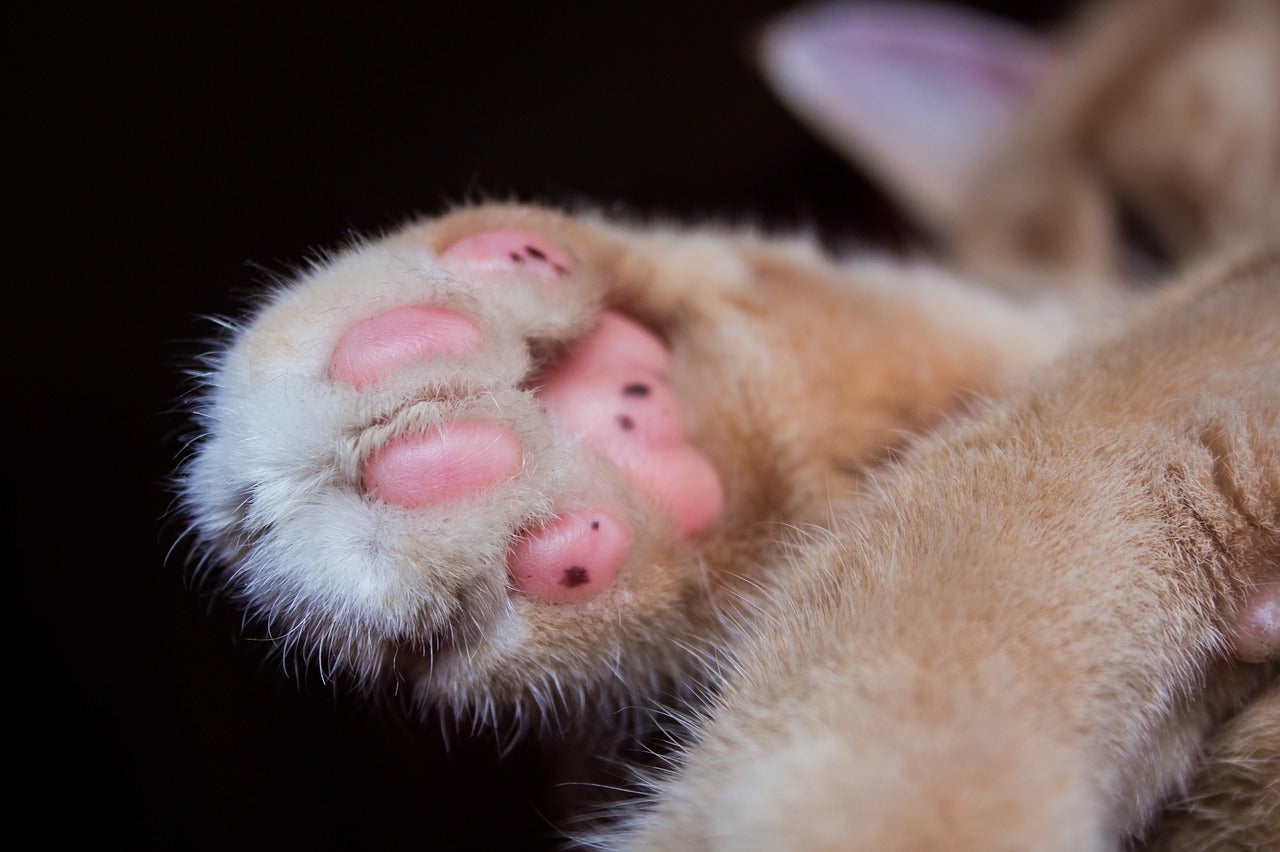 ¿Cómo saber si mi gato es diestro o zurdo? ¿Cómo saber si mi gato es diestro o zurdo?