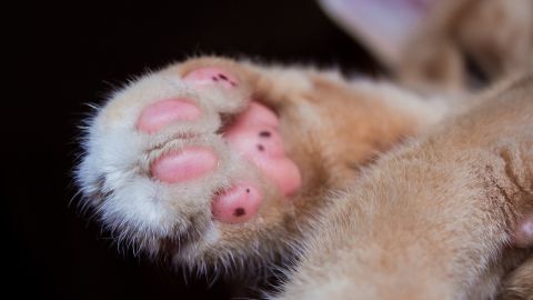 Pata de un gato