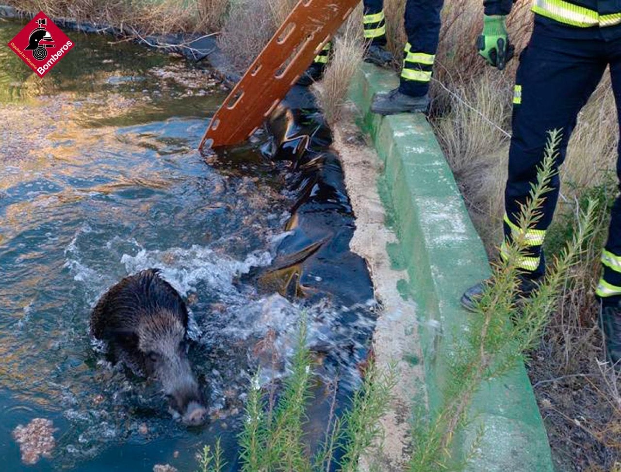 El Consorcio Provincial de Bomberos rescata a un jabalí que había caído a una balsa El Consorcio Provincial de Bomberos rescata a un jabalí que había caído a una balsa