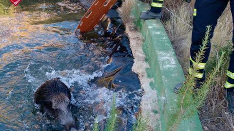 Efectivos de Consorcio auxilian al animal