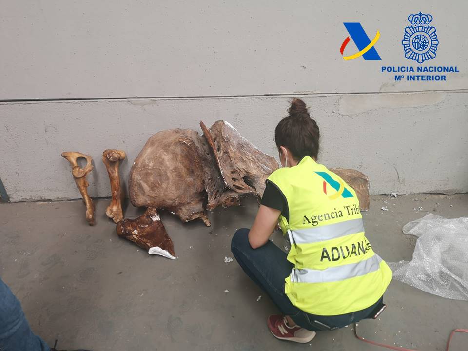 Confiscan en València un valioso cargamento ilegal de más de 4.000 fósiles argentinos Confiscan en València un valioso cargamento ilegal de más de 4.000 fósiles argentinos