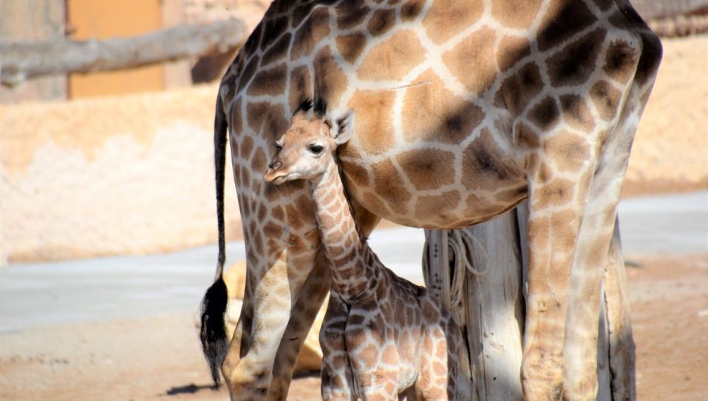 Ejemplar de jirafa de Angola nacido en Río Safari Elche.