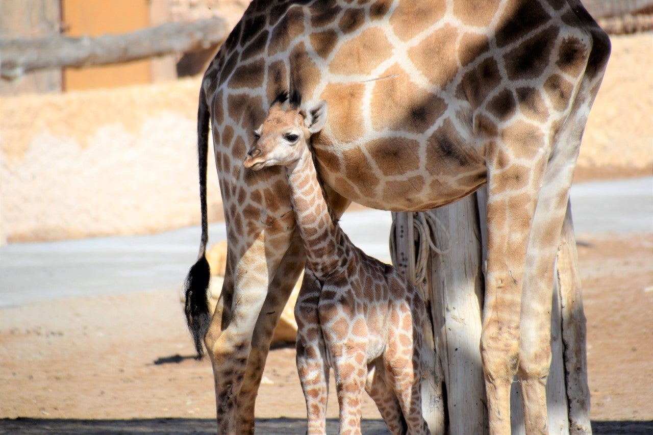 Río Safari Elche tiene un nuevo ‘vecino’ con el nacimiento de un ejemplar macho de jirafa de Angola Río Safari Elche tiene un nuevo ‘vecino’ con el nacimiento de un ejemplar macho de jirafa de Angola