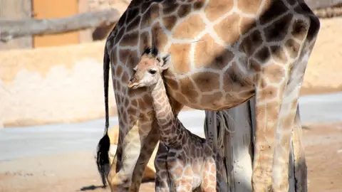 Ejemplar de jirafa de Angola nacido en Río Safari Elche. Ejemplar de jirafa de Angola nacido en Río Safari Elche.