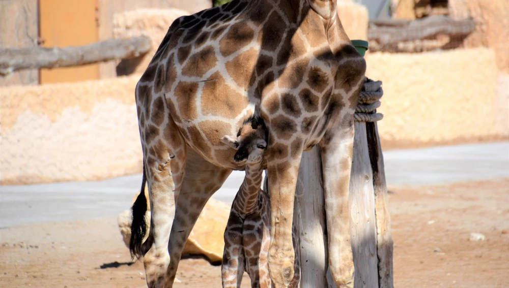 Ejemplar de jirafa de Angola nacido en Río Safari de Elche.
