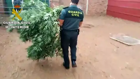 Los detenidos cultivaban marihuana en diferentes localidades de Ciudad Real Los detenidos cultivaban marihuana en diferentes localidades de Ciudad Real