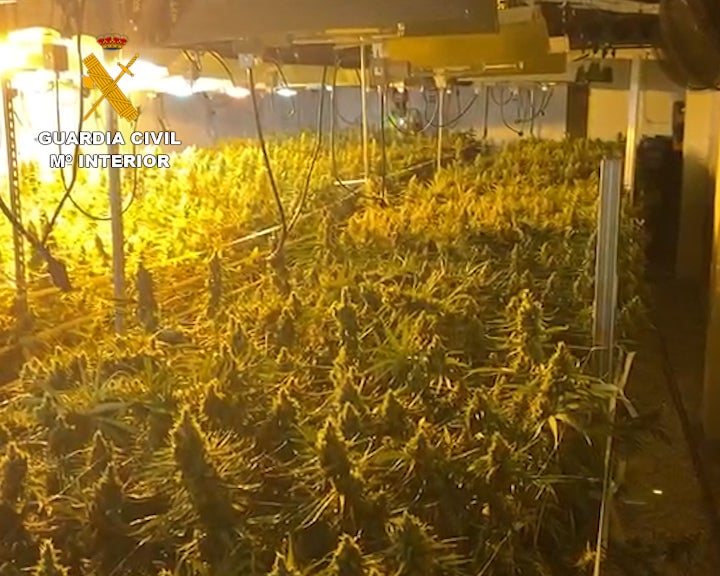 La Guardia Civil desmantela una plantación en Muchamiel, en un edificio que simulaba ser una residencia en construcción La Guardia Civil desmantela una plantación en Muchamiel, en un edificio que simulaba ser una residencia en construcción