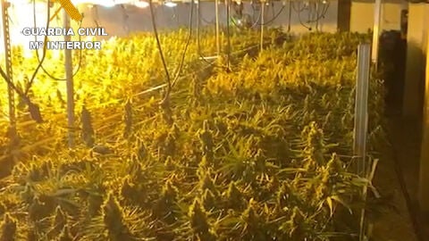 La plantaci&oacute;n de marihuana en el supuesto geri&aacute;trico