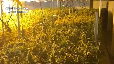 La plantación de marihuana en el supuesto geriátrico La plantación de marihuana en el supuesto geriátrico