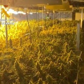 La plantación de marihuana en el supuesto geriátrico