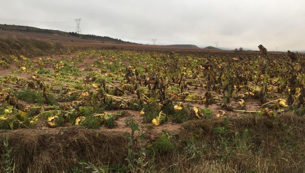 La borrasca Bárbara causa daños en cultivos del norte de la provincia