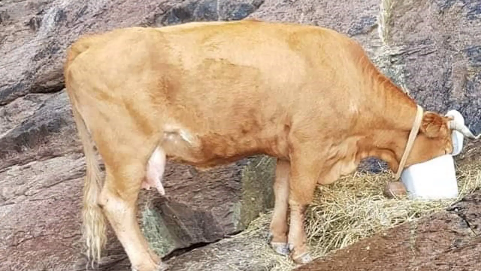 Huellas Cantabria alerta de una vaca atrapada desde hace una semana en una zona rocosa de Laredo
