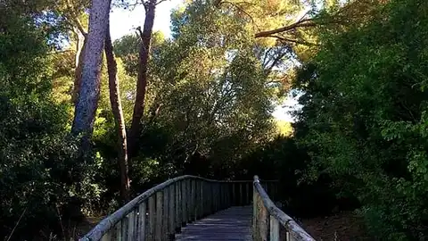 Los pinares de Puerto Real Los pinares de Puerto Real