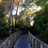 Los pinares de Puerto Real