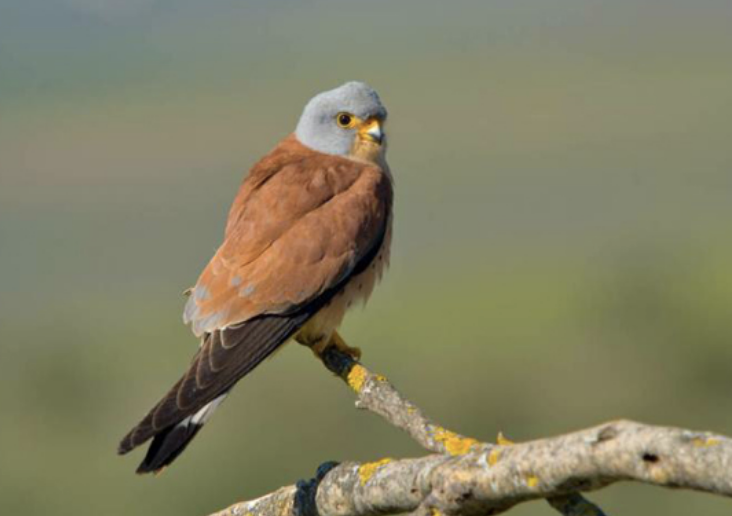 Más de uno Alcalá 17/07/2023 Más de uno Alcalá 17/07/2023
