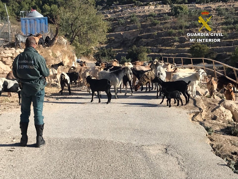 La Guardia Civil solicita la inhabilitación para la tenencia de animales a la dueña de una finca de Torremanzanas La Guardia Civil solicita la inhabilitación para la tenencia de animales a la dueña de una finca de Torremanzanas