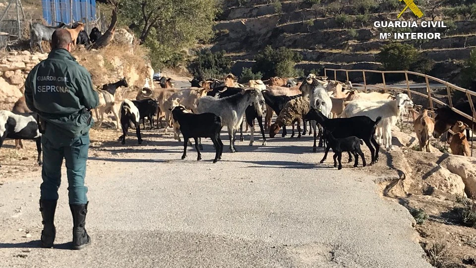 Los animales campana a sus anchas y sin control Los animales campana a sus anchas y sin control