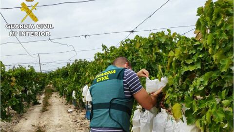 Un agente de la Guardia Civil en un cultivo de uva. Un agente de la Guardia Civil en un cultivo de uva.