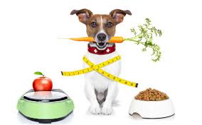 ¿Cómo alimentamos a nuestras mascotas? ¿Cómo alimentamos a nuestras mascotas?
