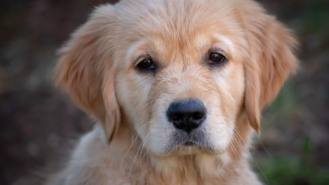 Perro (archivo)