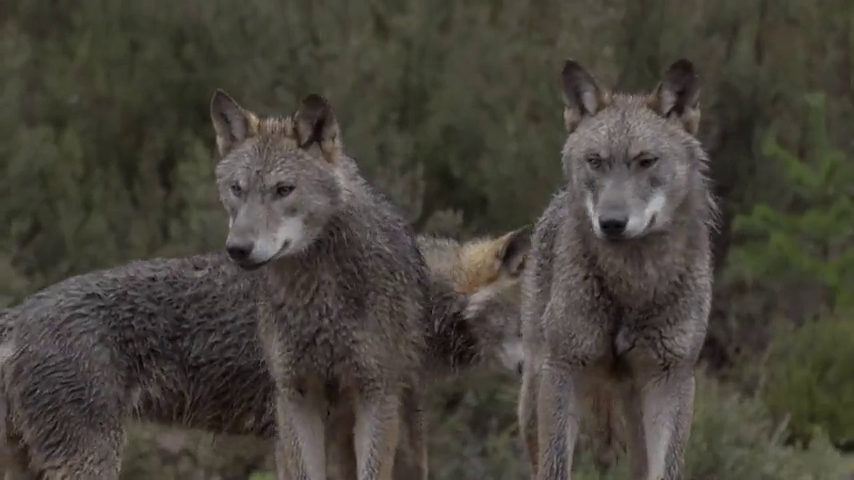 A debate la prohibición de dar caza al lobo A debate la prohibición de dar caza al lobo