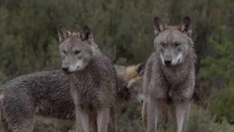 La reacci&oacute;n de Jalis de la Serna al ver en Natural a una manada de lobos de cerca: "&iexcl;Qu&eacute; pasada! &iexcl;Son impresionantes!"