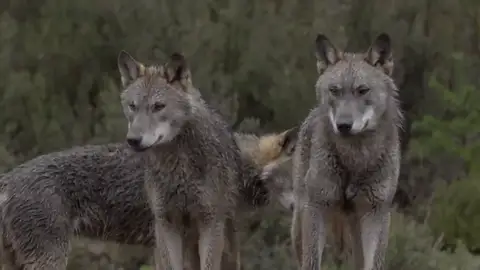 La reacción de Jalis de la Serna al ver en Natural a una manada de lobos de cerca: "¡Qué pasada! ¡Son impresionantes!" La reacción de Jalis de la Serna al ver en Natural a una manada de lobos de cerca: "¡Qué pasada! ¡Son impresionantes!"