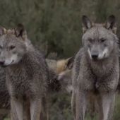 La reacción de Jalis de la Serna al ver en Natural a una manada de lobos de cerca: "¡Qué pasada! ¡Son impresionantes!"