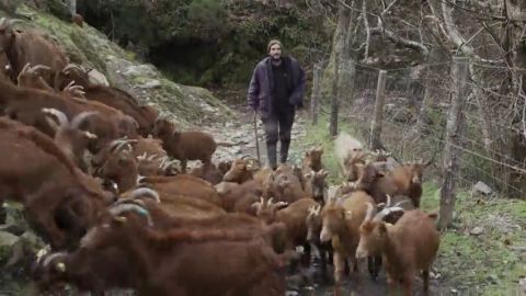 La pesadilla diaria que viven los pastores por culpa de los lobos: "Pierdo unas 100 cabras al a&ntilde;o, una cada tres d&iacute;as"