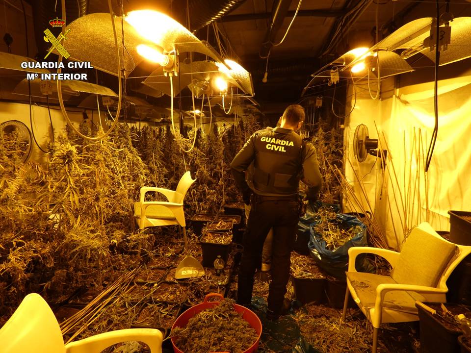 1.400 plantas de marihuana intervenidas y 13 detenidos en dos operaciones contra este tipo de cultivos 1.400 plantas de marihuana intervenidas y 13 detenidos en dos operaciones contra este tipo de cultivos