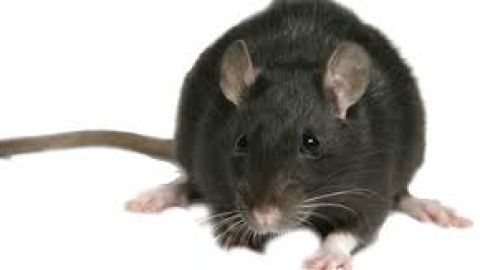 Villarrubia de los Ojos