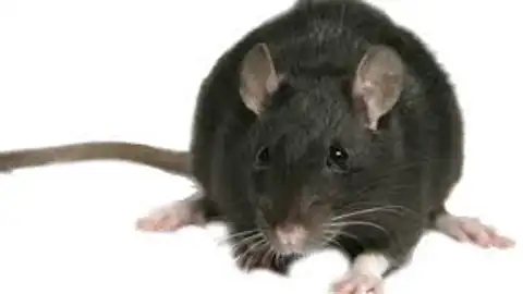 Rata Negra Villarrubia de los Ojos