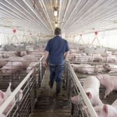 La Diputación de Palencia respalda la postura de los municipios contraria a la instalación de las granjas porcinas intensivas