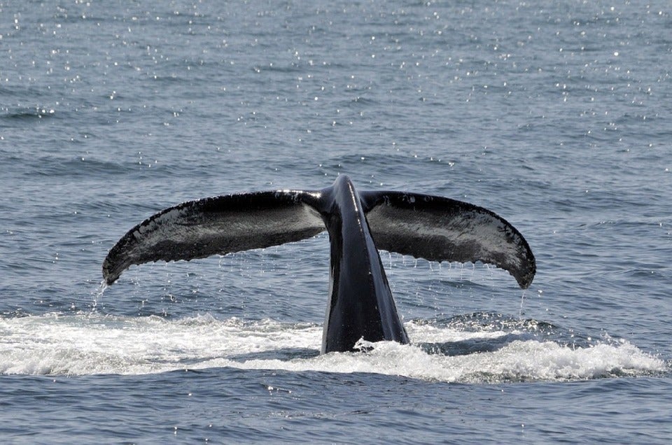Señales del fin del mundo: Las ballenas vuelven al sur Señales del fin del mundo: Las ballenas vuelven al sur