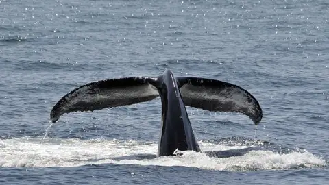 Ballenas jorobadas Ballenas jorobadas