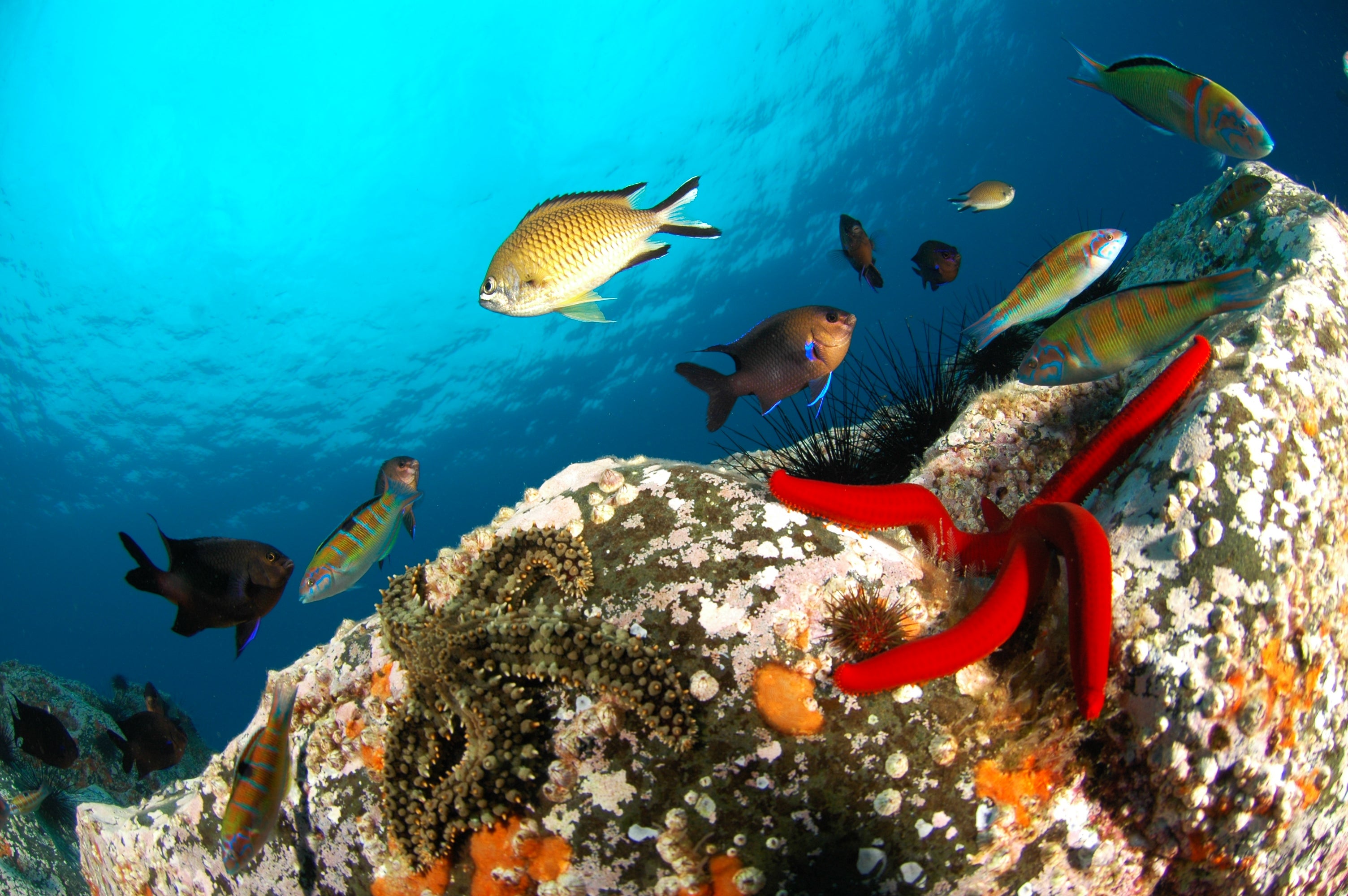 Biodiversidad, sol y playa: descubrimos la Isla de Madeira Biodiversidad, sol y playa: descubrimos la Isla de Madeira