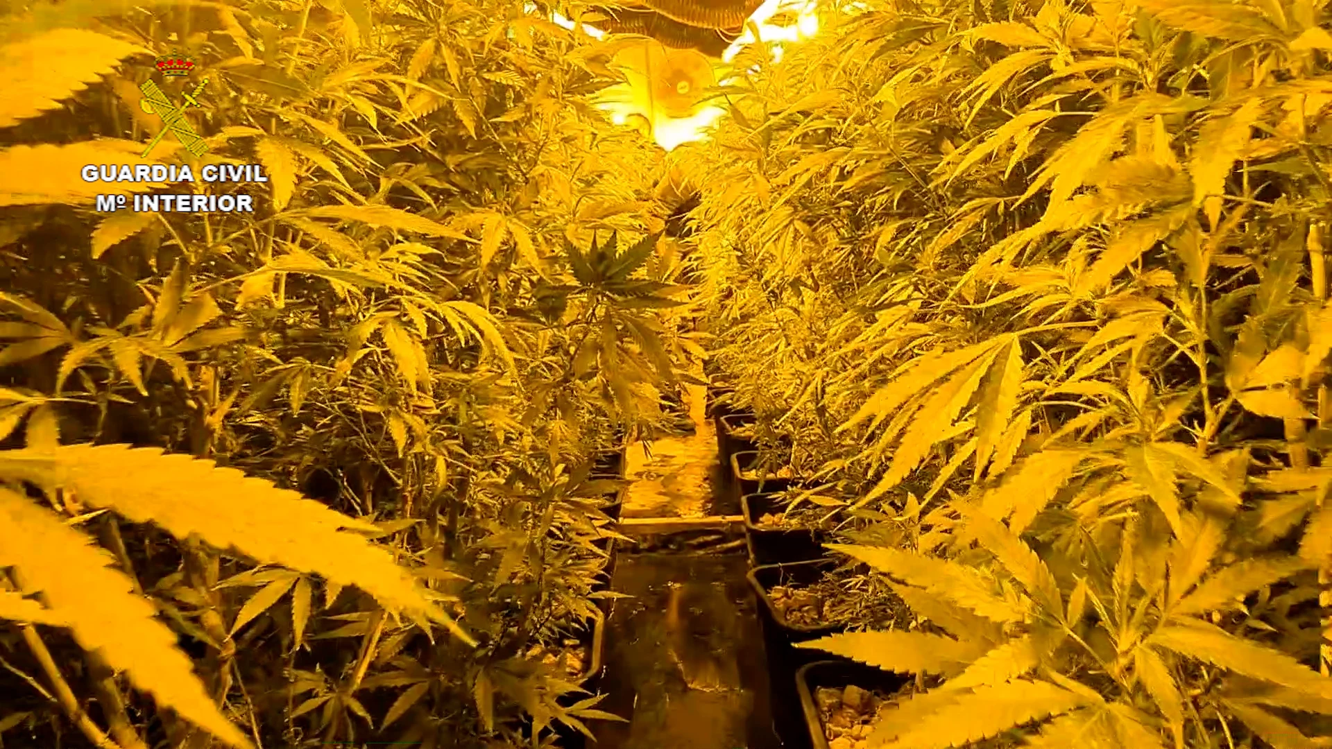 Plantación en una vivienda de Onil Plantación en una vivienda de Onil