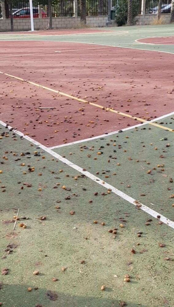 Dátiles en una de las pistas polideportivas del CP El Palmeral de Elche.