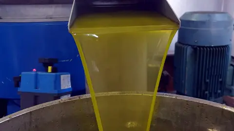 Comienza la recogida de aceituna en los pueblos de la Mancha