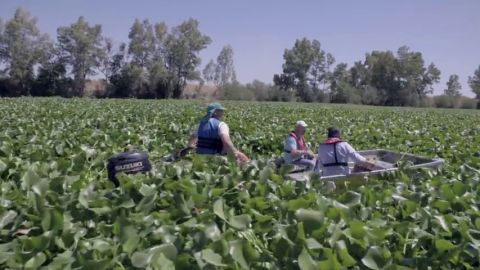 El camalote, "una especie invasora como el Covid-19" que afecta al r&iacute;o Guadiana y que ha requerido la intervenci&oacute;n de la UME