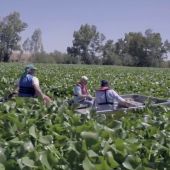 El camalote, "una especie invasora como el Covid-19" que afecta al río Guadiana y que ha requerido la intervención de la UME